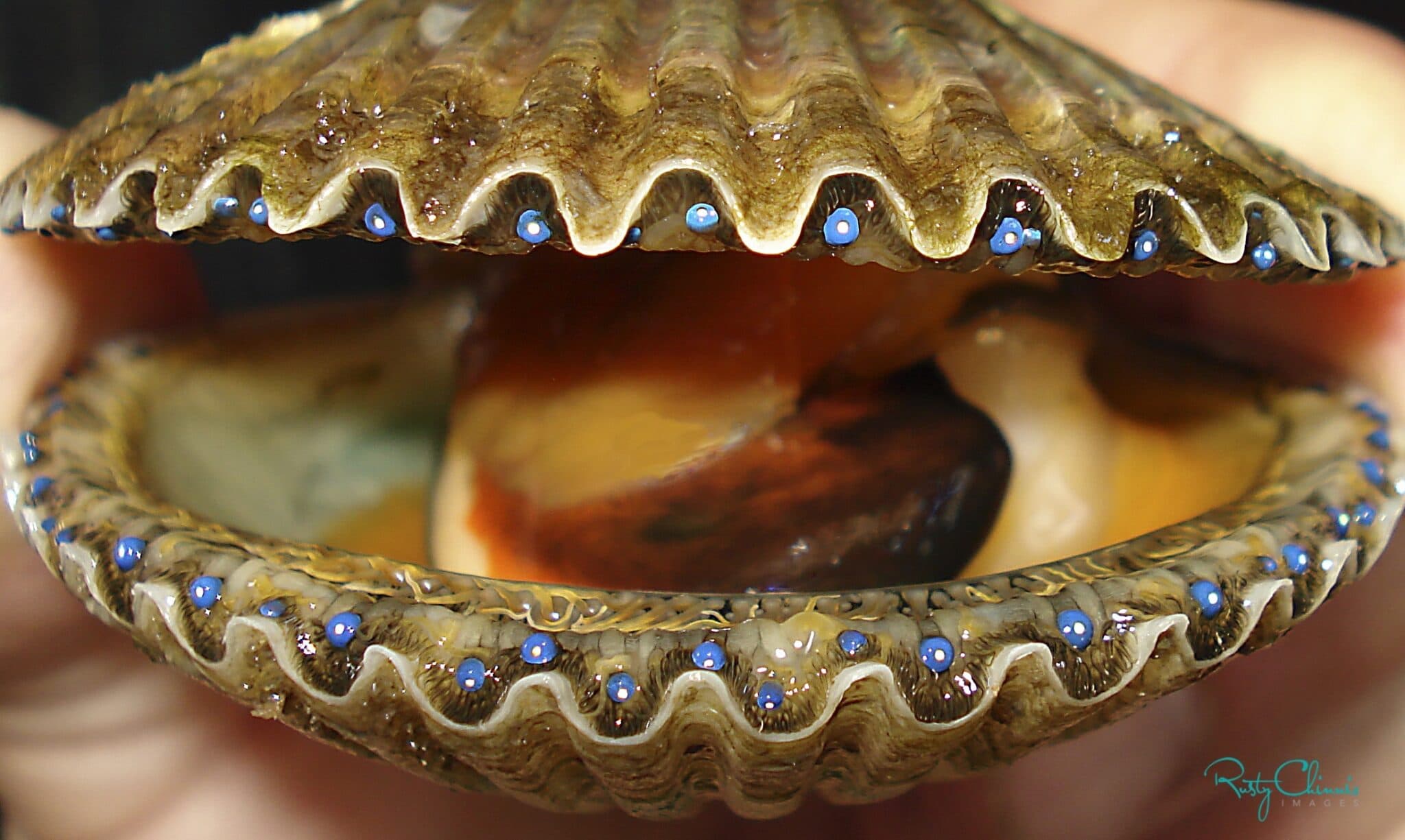 Close Up Of A Partially Open Scallop