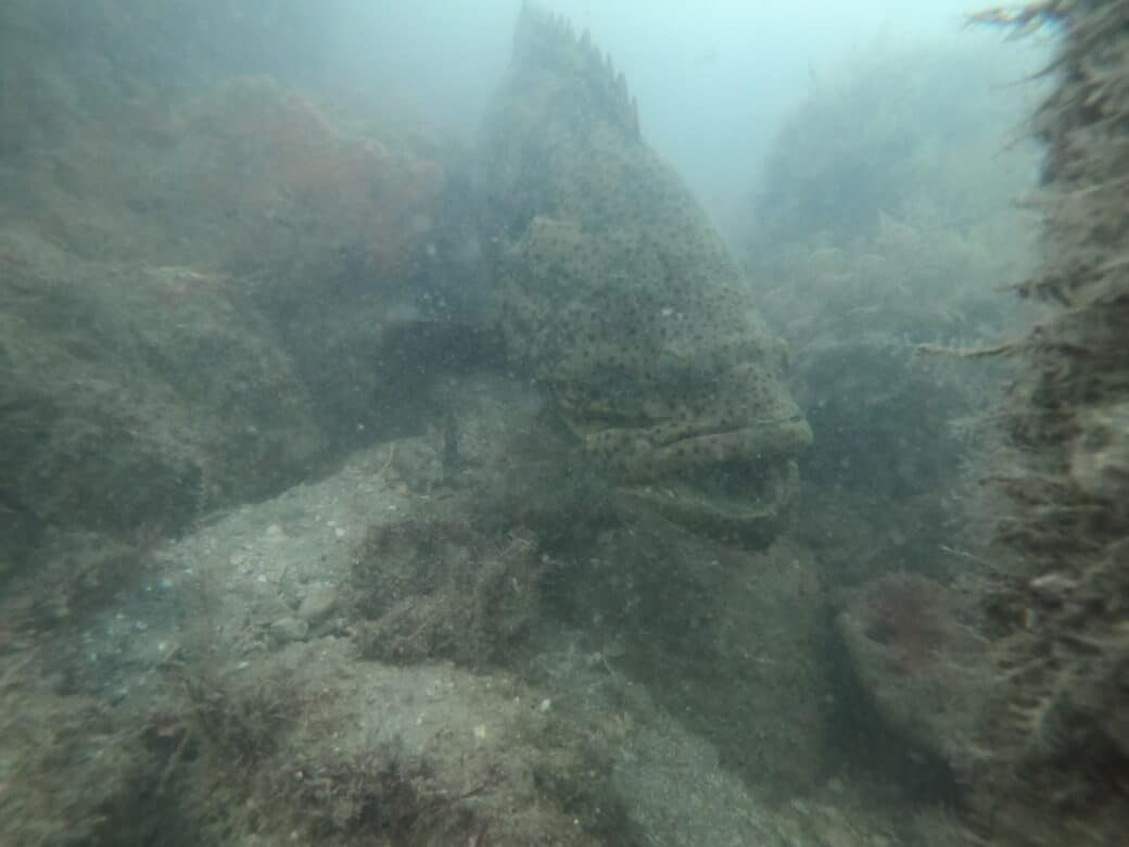 Grouper photographed near Venice South Jetty