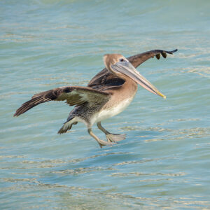 Pelican Flying On The Gulf Coast Of Florida Near Sarasota