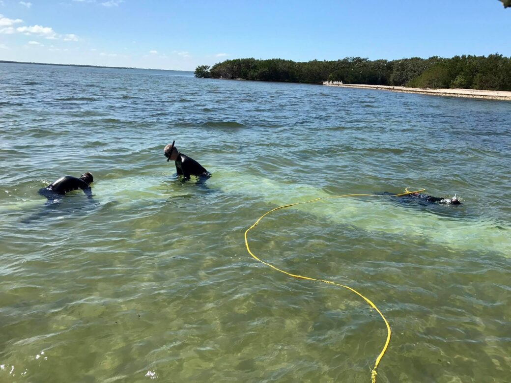 Snorkelers Placing Juvenile Clams In Tampa Bay For Future Use In Clam Restoration Efforts