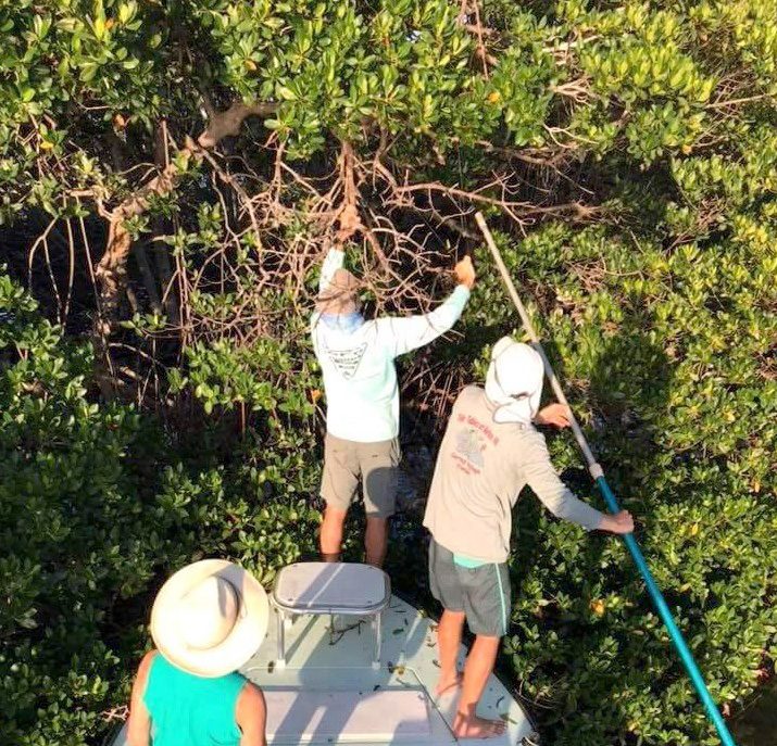 Volunteers Removing Fishing Line From Trees October 2018 6