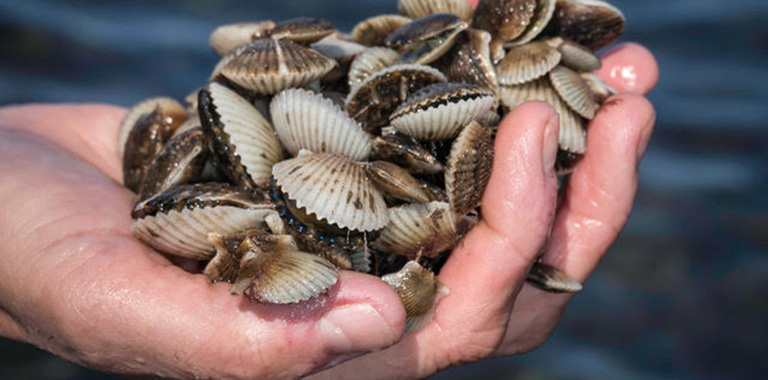 Handful Of Small Scallops Cropped